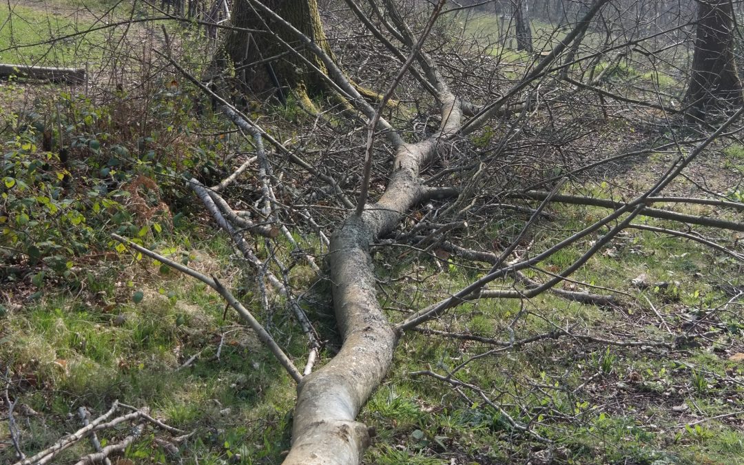 Up To Now (Sussex Woodland)